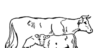 cow and baby calf coloring book to print