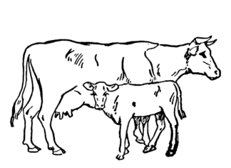 eine Kuh und ein Kälbchen als Malbuch zum Ausdrucken