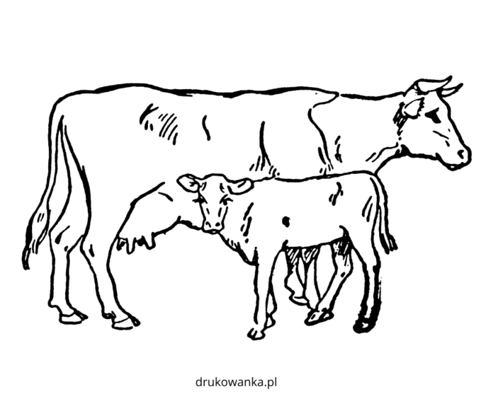 krowa i mały cielaczek kolorowanka do drukowania