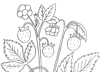 mansikkapensas tulostettava värityskirja