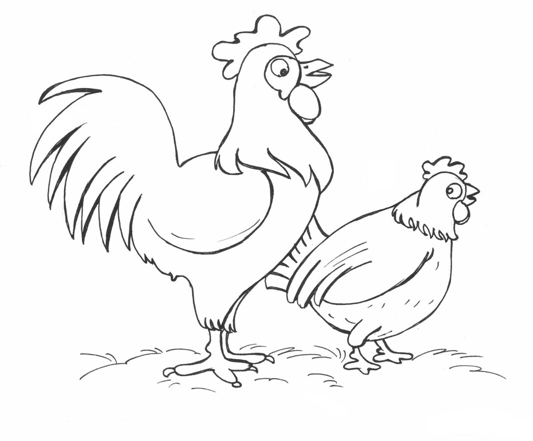 gallina e gallo nel campo libro da colorare da stampare