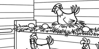 gallina nel pollaio da colorare libro da stampare