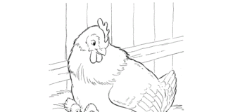 galinha com livro de colorir galinhas para imprimir