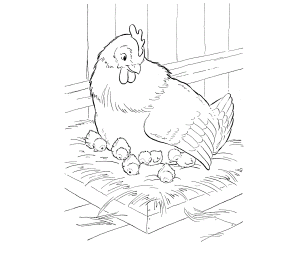 kura z kurczakami kolorowanka do drukowania