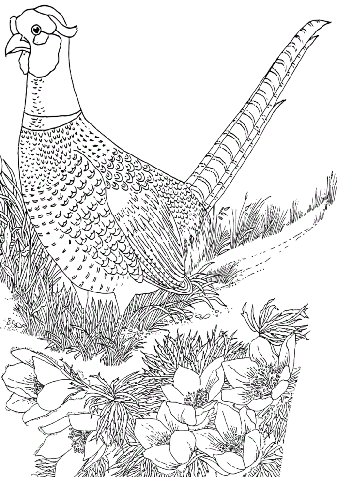 partridge in the meadow coloring book to print