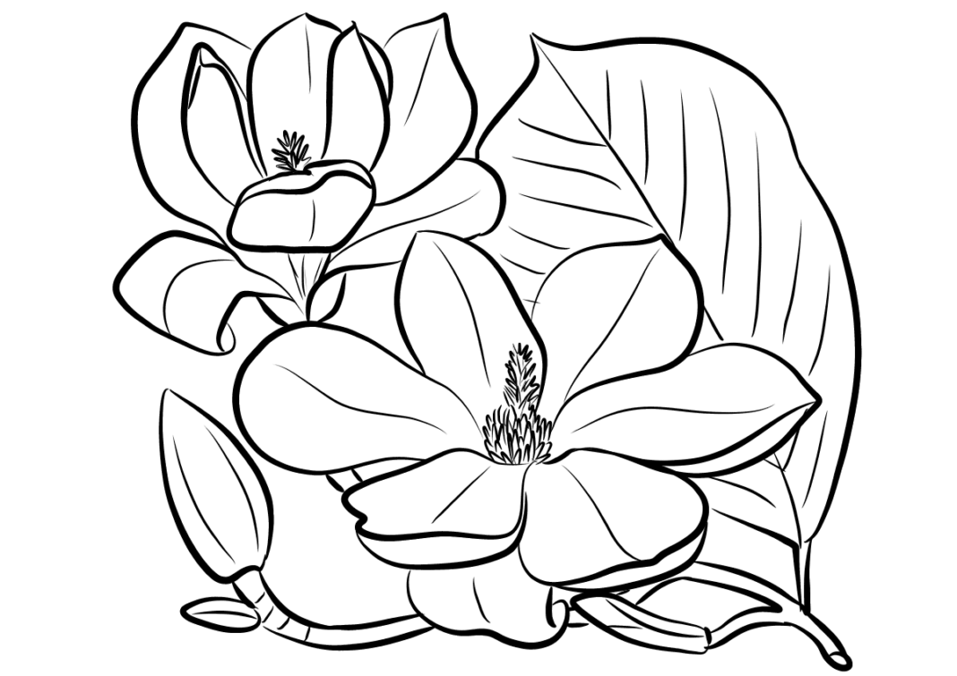 Kolorowanka Kwiaty i liście magnolii do druku i online
