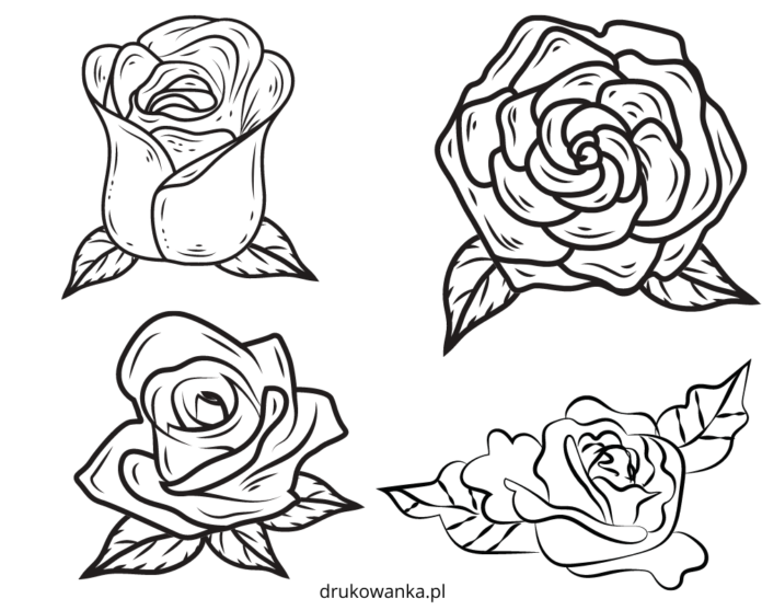 赤いバラの花の印刷用塗り絵