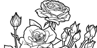 kvetoucí růže - omalovánky k vytisknutí