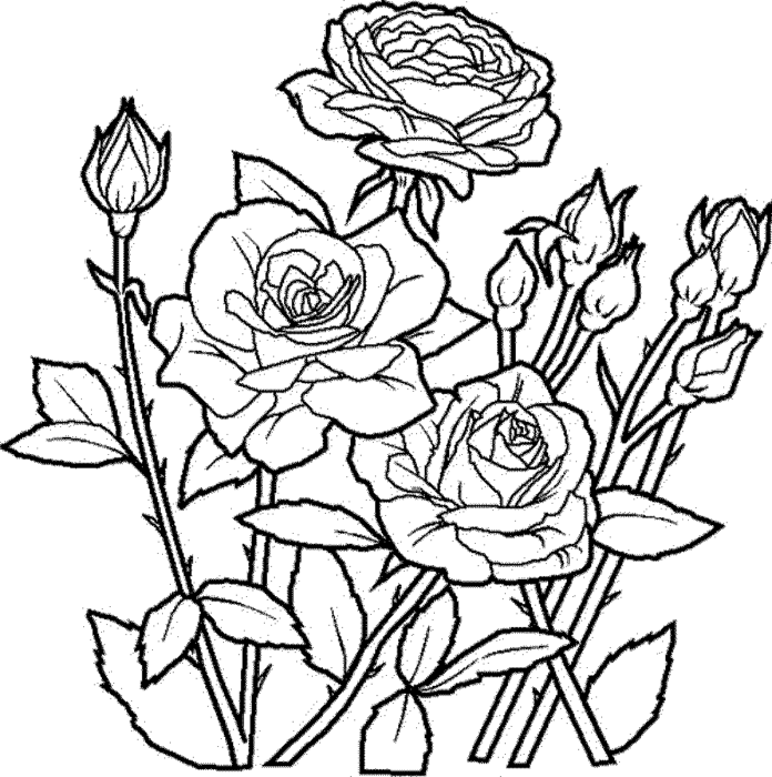 rose in fiore libro da colorare da stampare