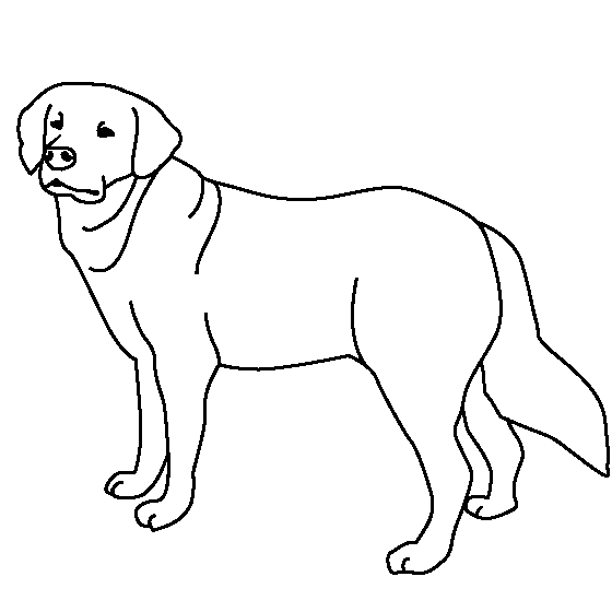 Labrador slušný pes omalovánky k vytisknutí