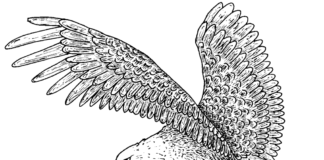 flying hawk to the nest coloring book to print