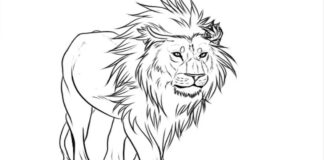 lion with long mane coloring book to print