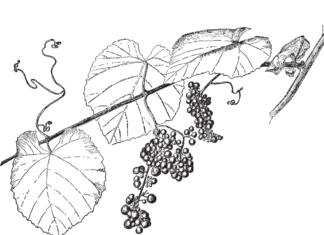viinirypäleiden lehdet tulostettava värityskirja