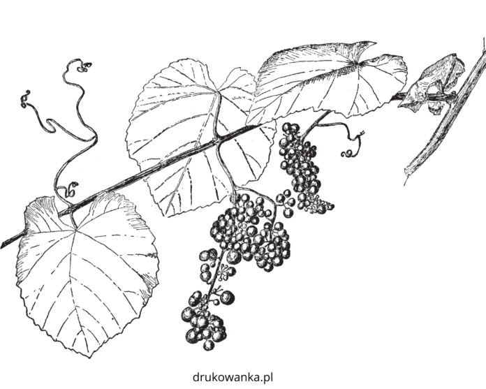 liście winogron kolorowanka do drukowania