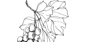 grape leaf coloring book to print