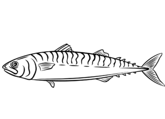 mackerel sketch coloring book to print