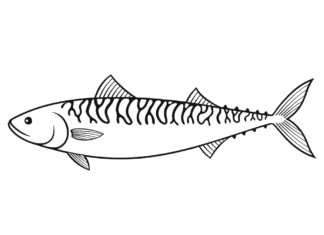 Makrele mit langem Schwanz Malbuch zum Ausdrucken