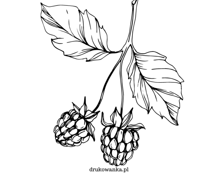 raspberries on a tree coloring book to print