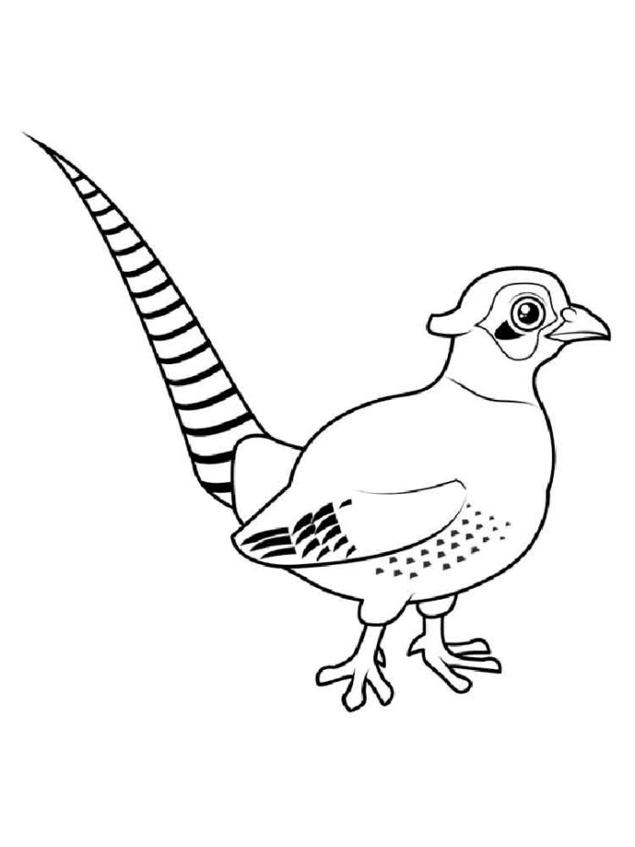 little pheasant for kids coloring book to print