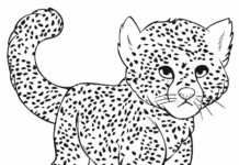 little cheetah cat coloring book to print