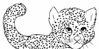 little cheetah cat coloring book to print