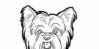 little yorkie dog coloring book to print