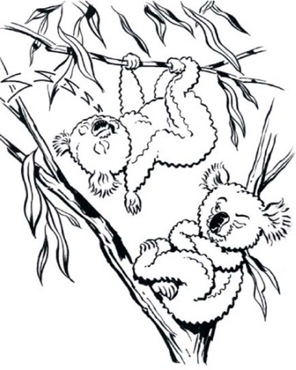koala bears in the tree coloring book to print