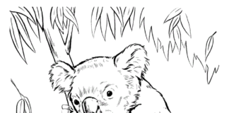 koala bear on a tree branch coloring book to print