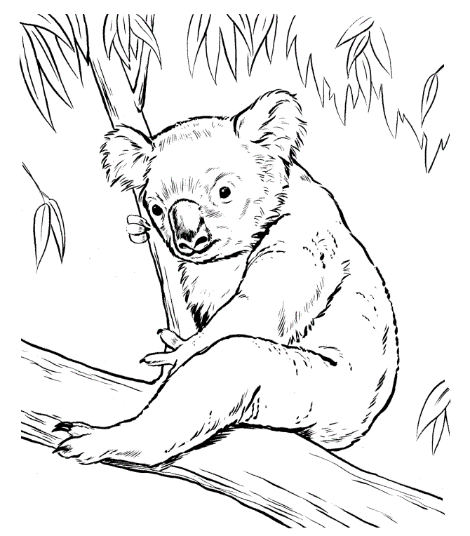 koalabjörn på en trädgren färgbok att skriva ut