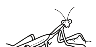 praying mantis in the field printable coloring book