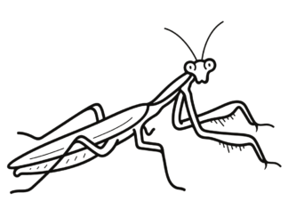 Mantis på en mark - en malebog til udskrivning