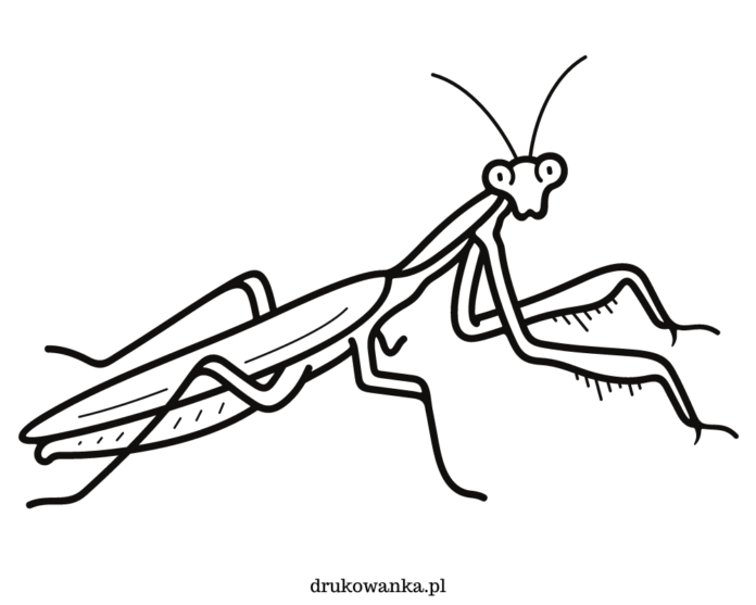 Mantis på en mark - en malebog til udskrivning