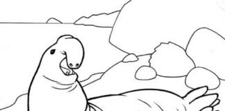 sea elephant and seal on the shore coloring book to print