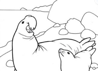 elefante marino e foca sulla riva foglio da colorare per la stampa