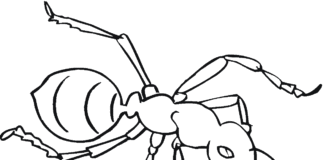 mrówka rysunek kolorowanka do drukowania