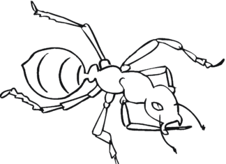ant drawing coloring book to print