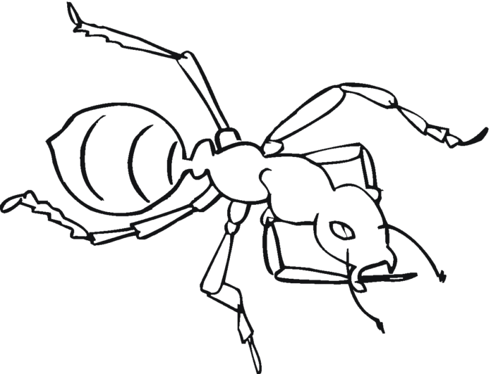 mravenčí omalovánky k vytisknutí