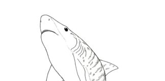 perigoso livro para colorir tubarão tigre para imprimir