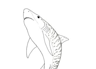 nebezpečný tigrí žralok omaľovánky k vytlačeniu