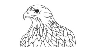 bald eagle coloring book to print