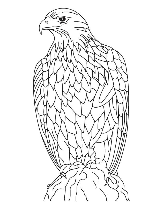 libro para colorear del águila para imprimir