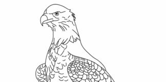 eagle on a tree coloring book for kids to print