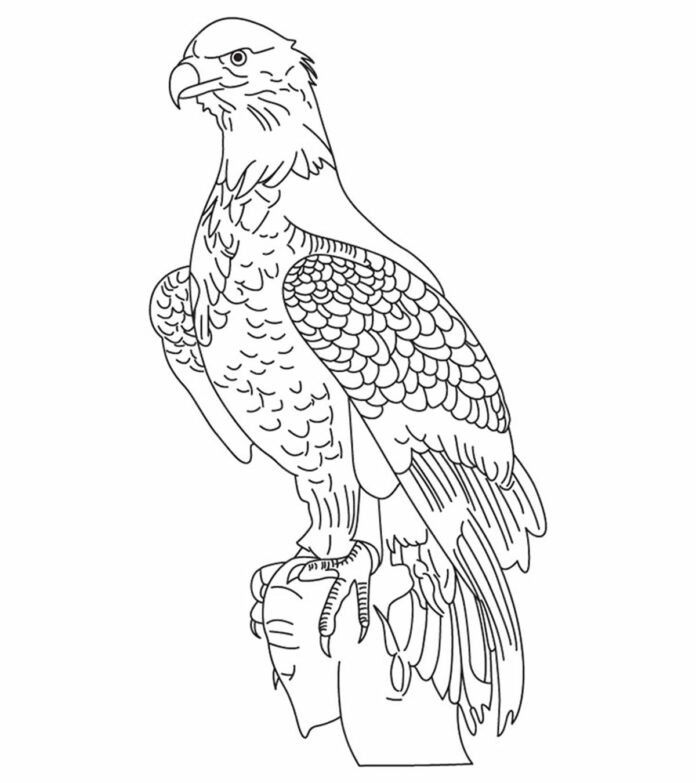 eagle on a tree coloring book for kids to print