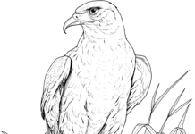 eagle in the nest coloring book to print