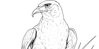 eagle in the nest coloring book to print