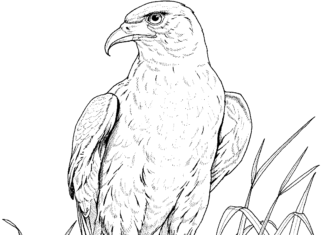 Adler im Nest Malbuch zum Ausdrucken