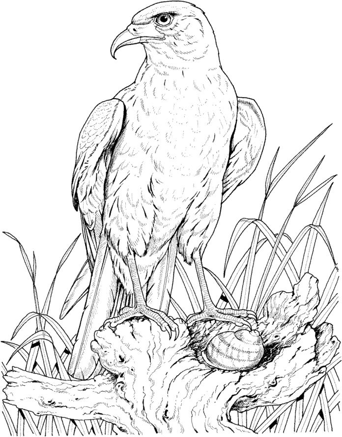 livre de coloriage "L'aigle au nid" à imprimer