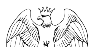 águia coroada livro de colorir para imprimir