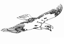 Adler im Flug Malbuch zum Ausdrucken