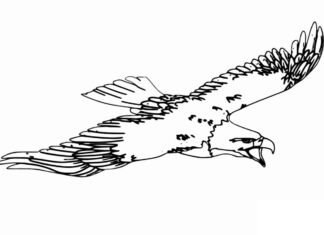 eagle in flight coloring book to print